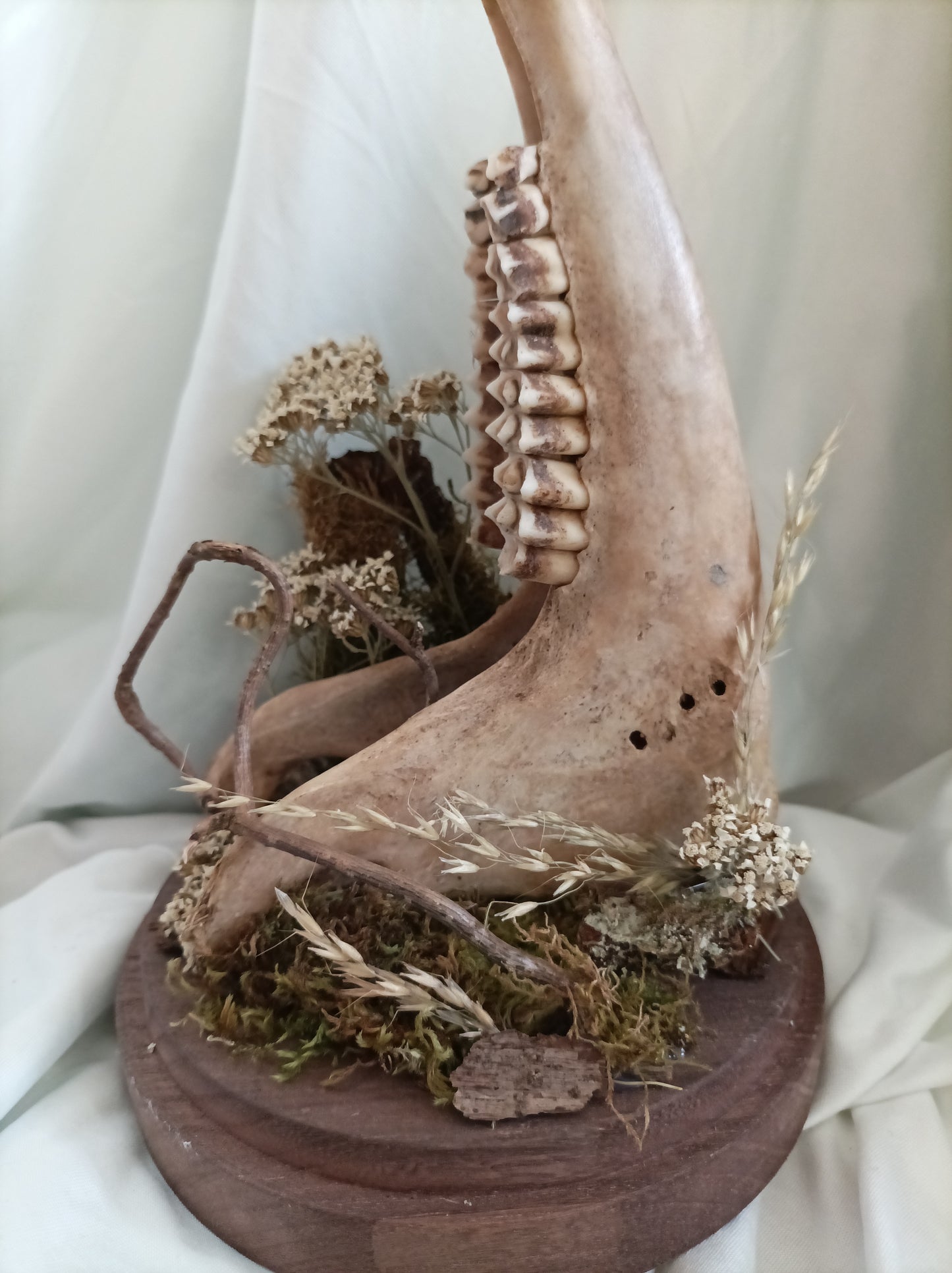 Cloche grande machoire